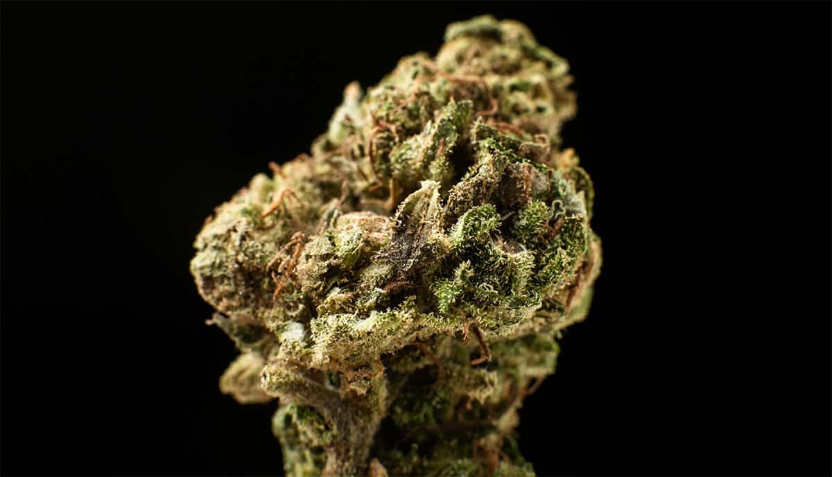 Cali Weed Blue Dream: Eine einzigartige Balance aus Euphorie und Entspannung