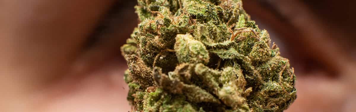 Prävention: Schimmel auf Cannabis vermeiden