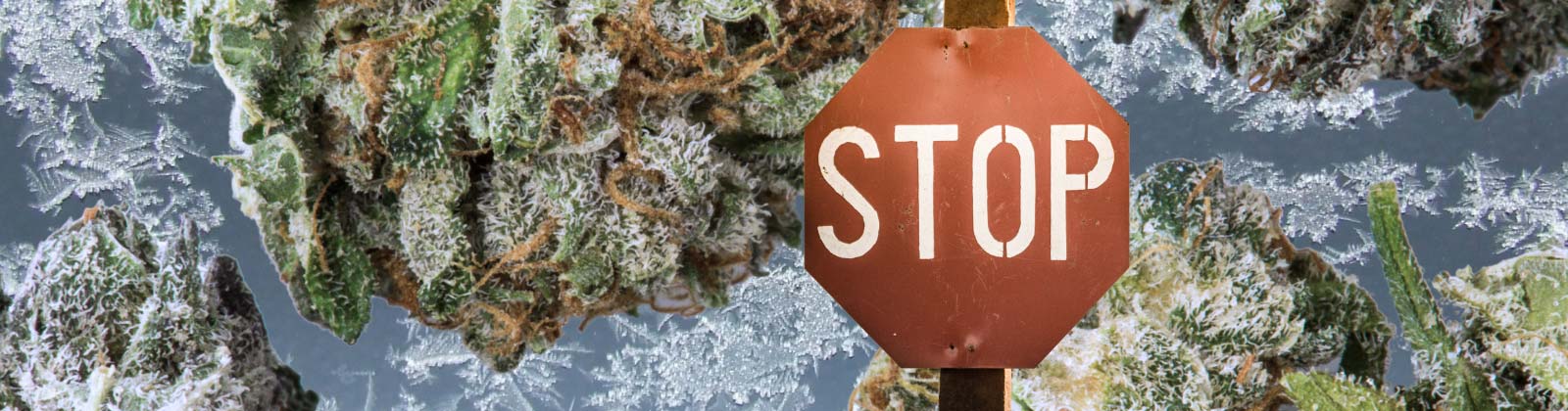 Cannabis einfrieren: Gute Idee oder Risiko für Qualität und Potenz?