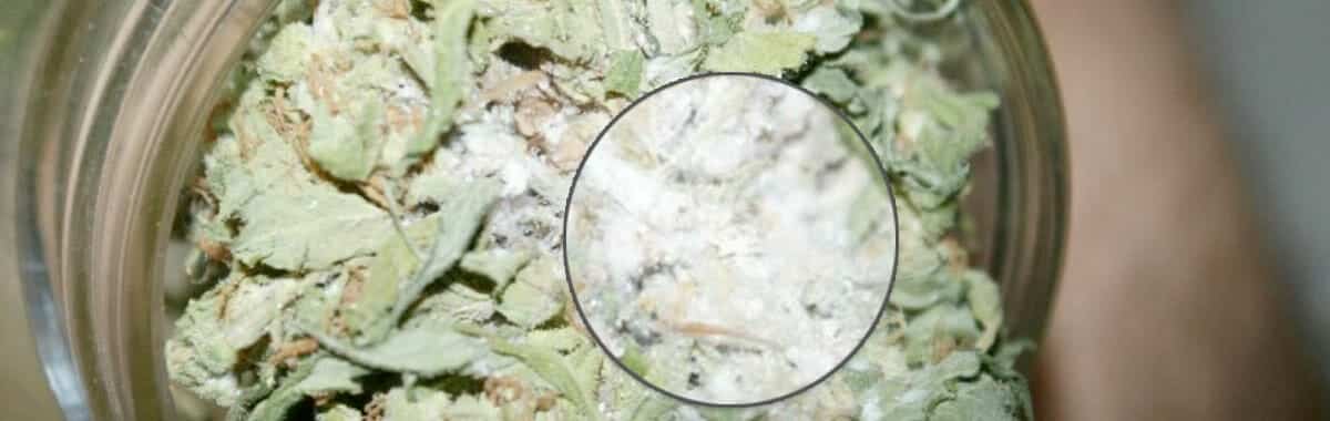 Schimmel bei Cannabis: Vermeiden, Erkennen und Handeln