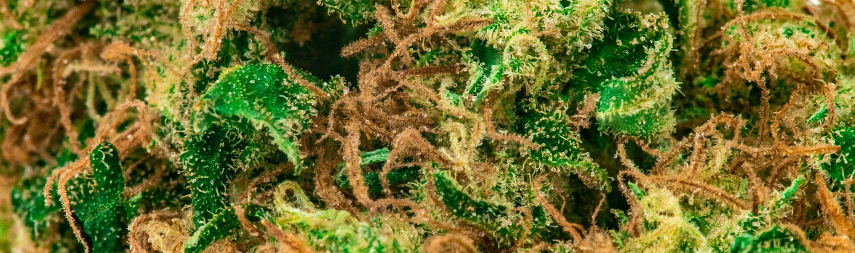 Vom Anfänger zum Cannabis-Kenner: So entwickelst du ein Auge für gute Cannabis Qualität