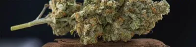 Wie kann ich Cannabis lagern? Die richtige Aufbewahrung lernst du hier