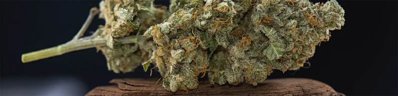 Wie kann ich Cannabis lagern? Die richtige Aufbewahrung lernst du hier