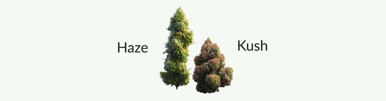 Die strukturellen Haze Kush Unterschiede