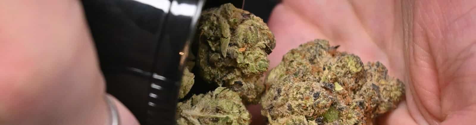 Cannabis Streckmittel aufdecken: So erkennst du Brix, Haarspray & Zucker in deinen Blüten