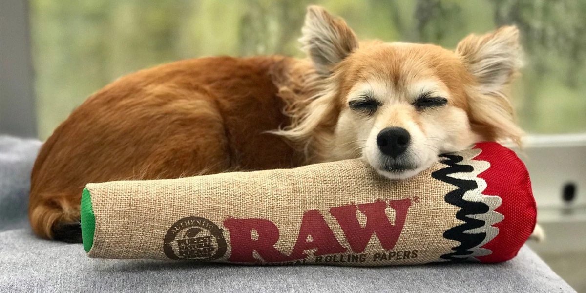 Lifestyle-Banner zeigt einen kleinen Hund, der seinen Kopf auf einem großen RAW-Plüschjoint aus Jute ausruht.