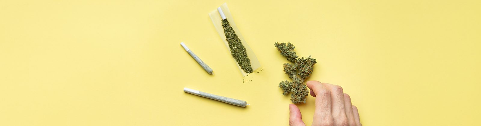 Cannabisblüten und vorgerollte Joints beim Cannabis dosieren auf gelbem Hintergrund, mit einer Hand, die nach den dosierten Blüten greift.