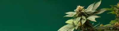 Cannabispflanze mit Blüte vor grünem Hintergrund – Symbolbild für Indica und Sativa Unterschiede