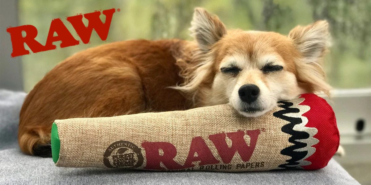 Hund liegt schlafend auf einem RAW Accessoire. Oben links ist das klassische RAW Natural Rolling Papers Logo zu sehen.