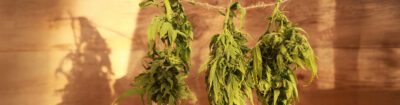 Kann man Cannabis auf der Heizung trocknen? Trockene Pflanzen hängen von der Decke und trocknen