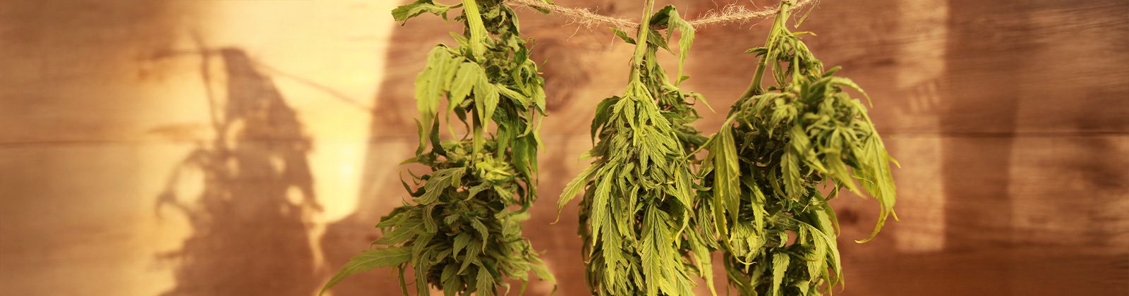 Kann man Cannabis auf der Heizung trocknen? Trockene Pflanzen hängen von der Decke und trocknen
