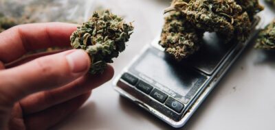 Die besten Cannabis Waagen, hier eine Waage mit Blüten und einer Hand