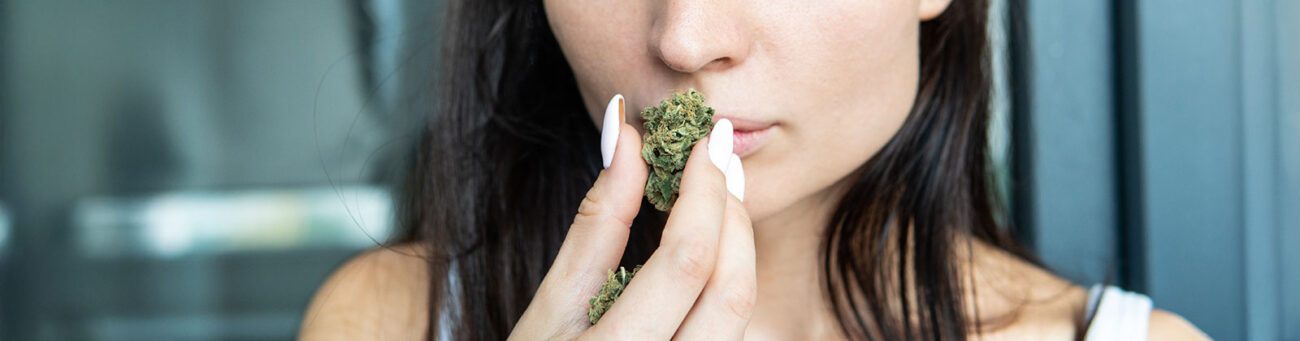 Cannabis Qualitätskontrolle durch Riechen