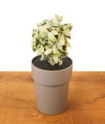 Geschlossener Buddies Flower Pot Safe auf einem Holztisch. Unauffälliges Geheimversteck als grauer Blumentopf mit Kunstpflanze getarnt.