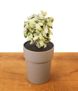 Geschlossener Buddies Flower Pot Safe auf einem Holztisch. Unauffälliges Geheimversteck als grauer Blumentopf mit Kunstpflanze getarnt.
