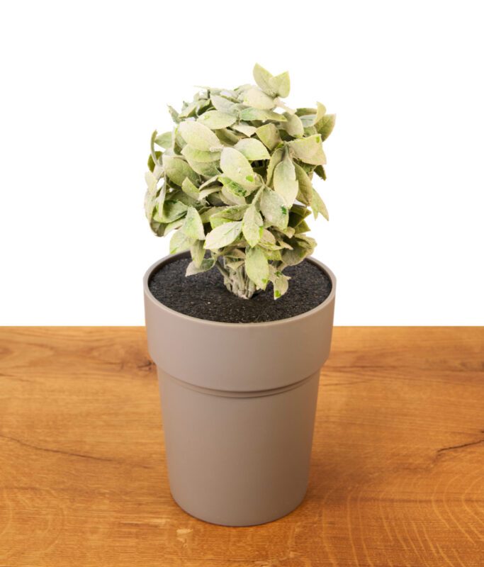 Geschlossener Buddies Flower Pot Safe auf einem Holztisch. Unauffälliges Geheimversteck als grauer Blumentopf mit Kunstpflanze getarnt.